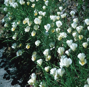 California Native Annuals